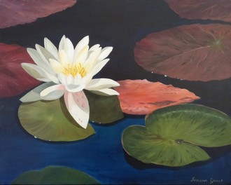 Waterlily